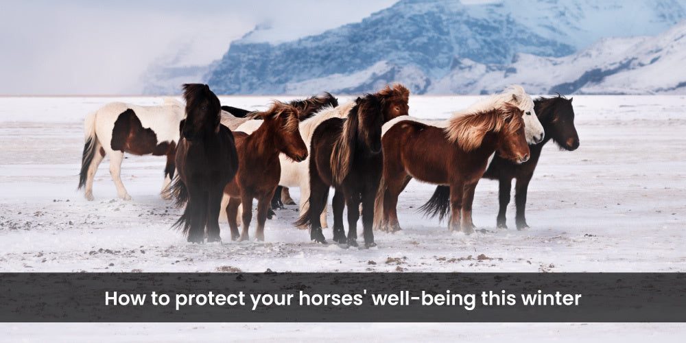 How to protect your horses' well-being this winter