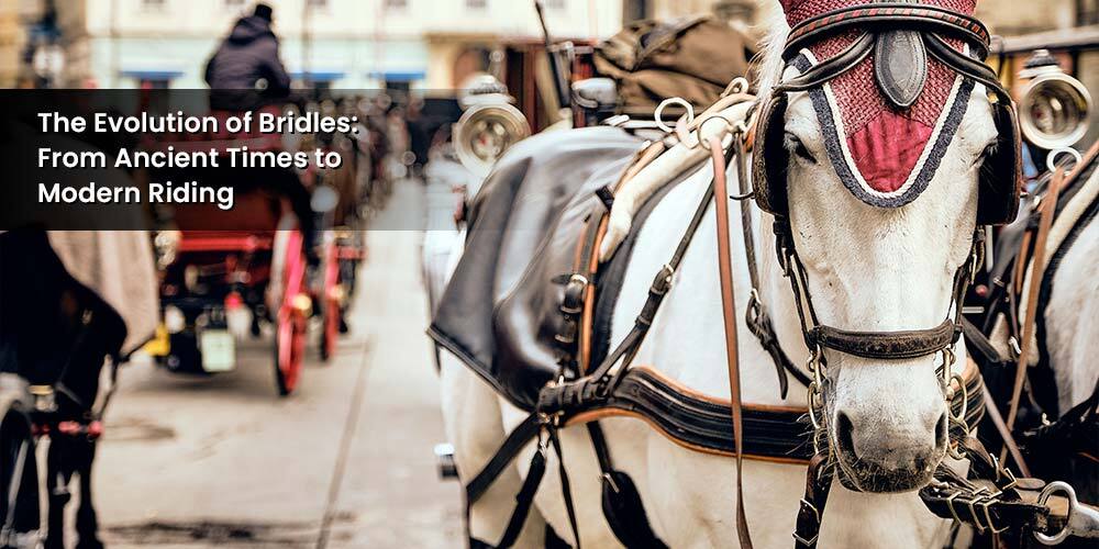 The Evolution of Bridles: From Ancient Times to Modern Riding