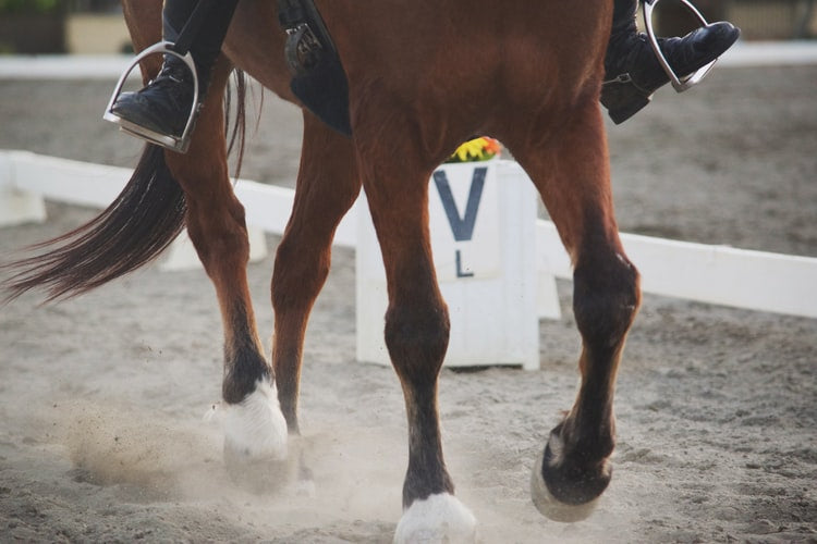 Tips for Buying Your First Horse
