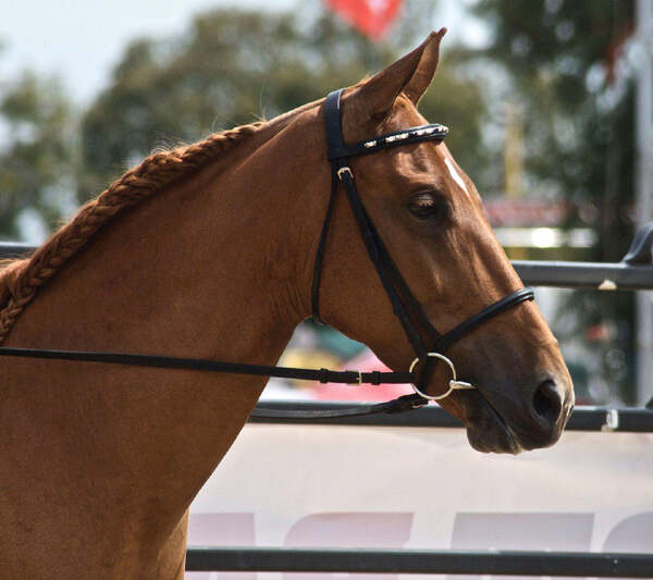 The Complete Guide to Horse Halters | the ashva