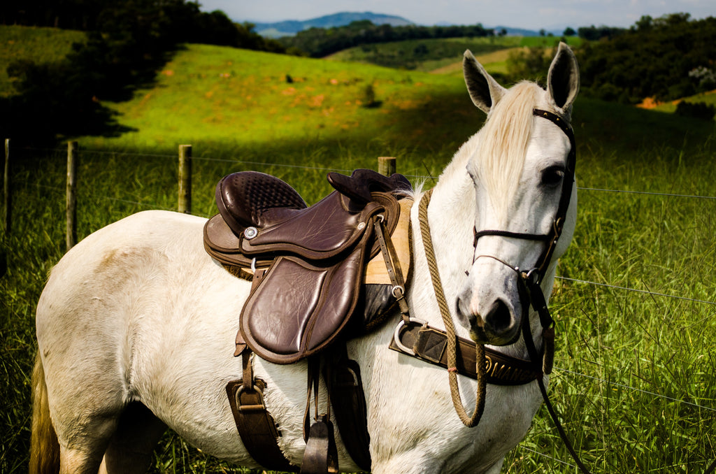 The Complete Guide to Horse Bridles and its types